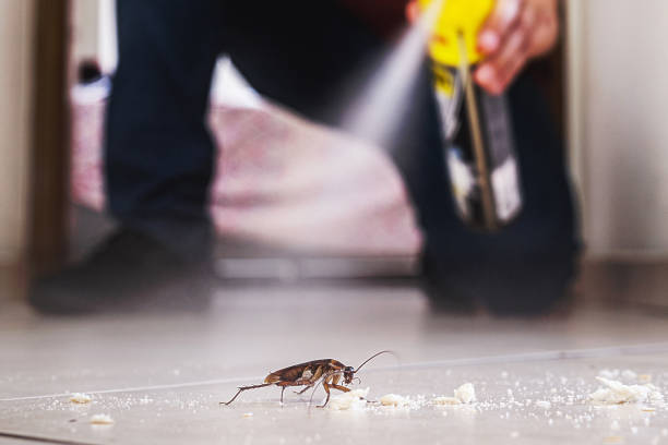 Best Pest Control Near Me in Stepney, CT