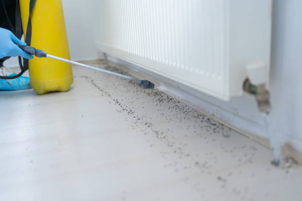 Best Flea Control Services  in Stepney, CT
